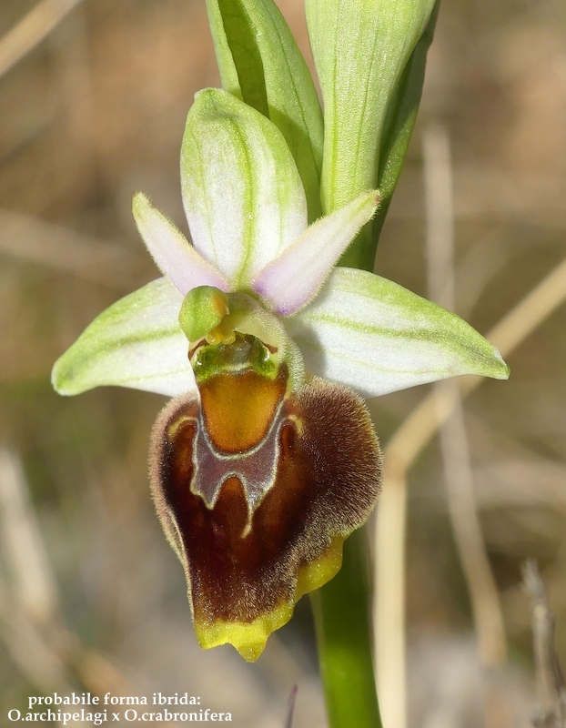 Ophrys exaltata subsp. archipelagi in Abruzzo marzo e aprile 2019